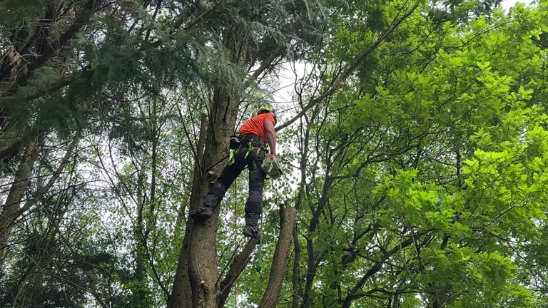 Best Tree Planting Services  in Buckeye Lake, OH